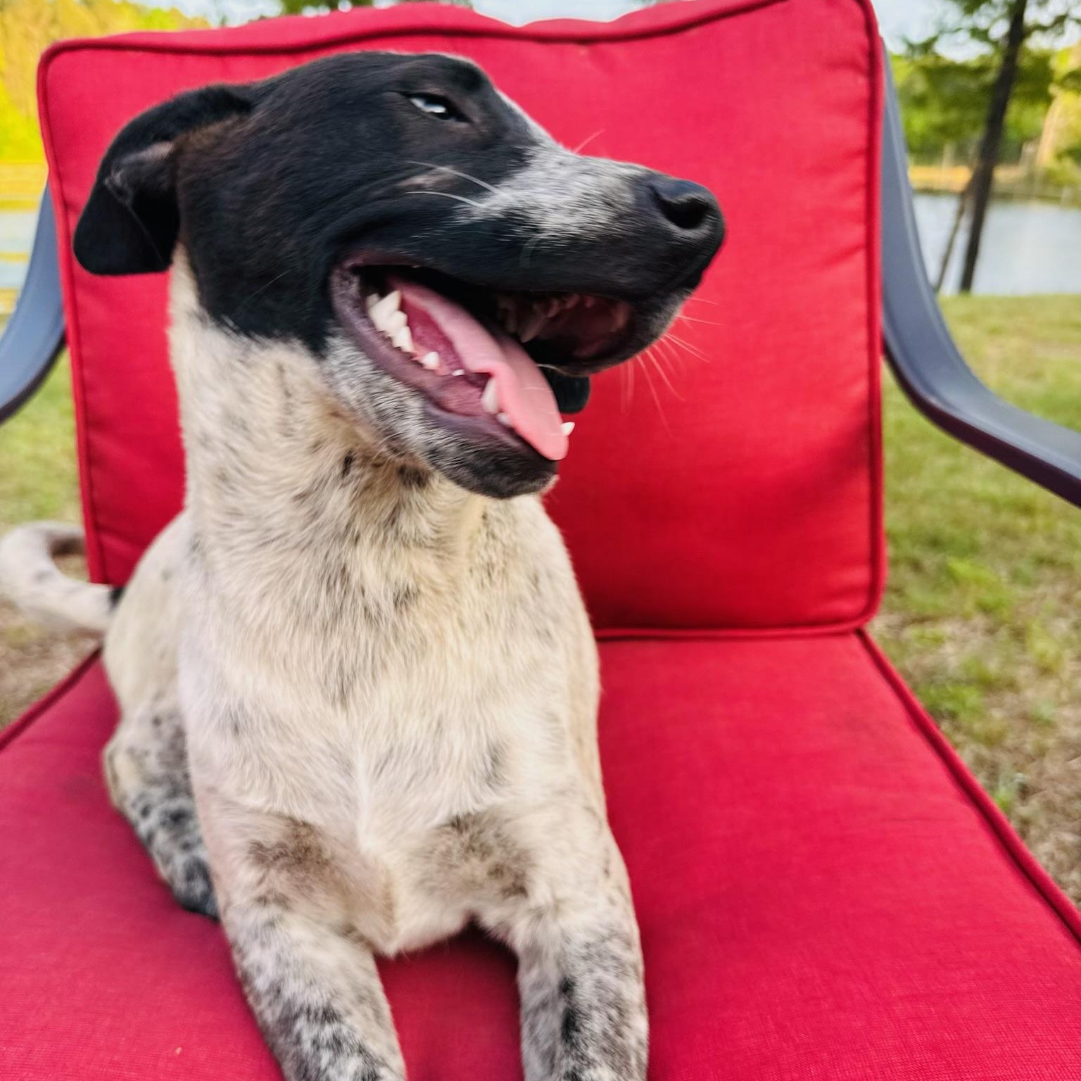 Enlarge Buzz, a Adoptable mixed breed in Fond Du Lac, WI image 4/6