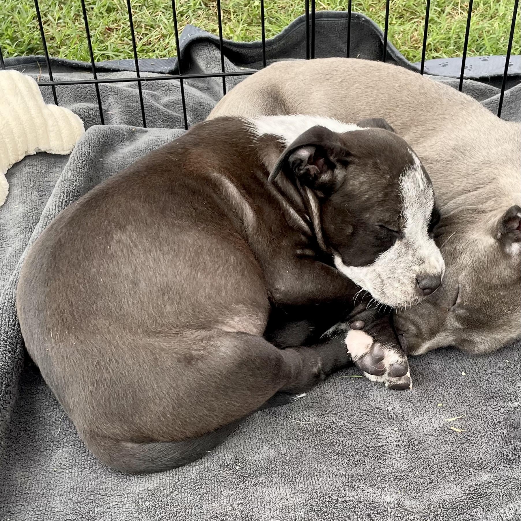 Enlarge Andy, an adopted Mixed Breed in Southaven , MS image 5/5