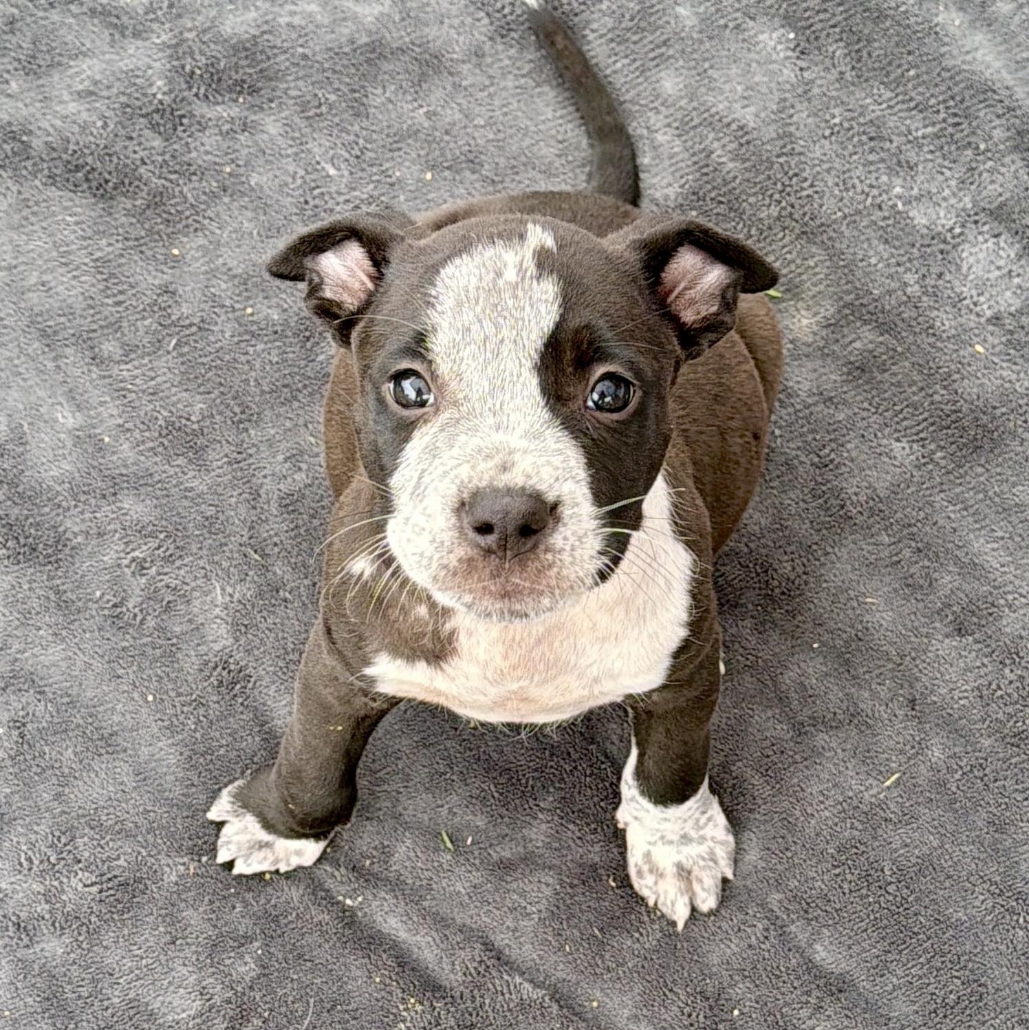 Andy, adopted, Puppy Male Mixed Breed.