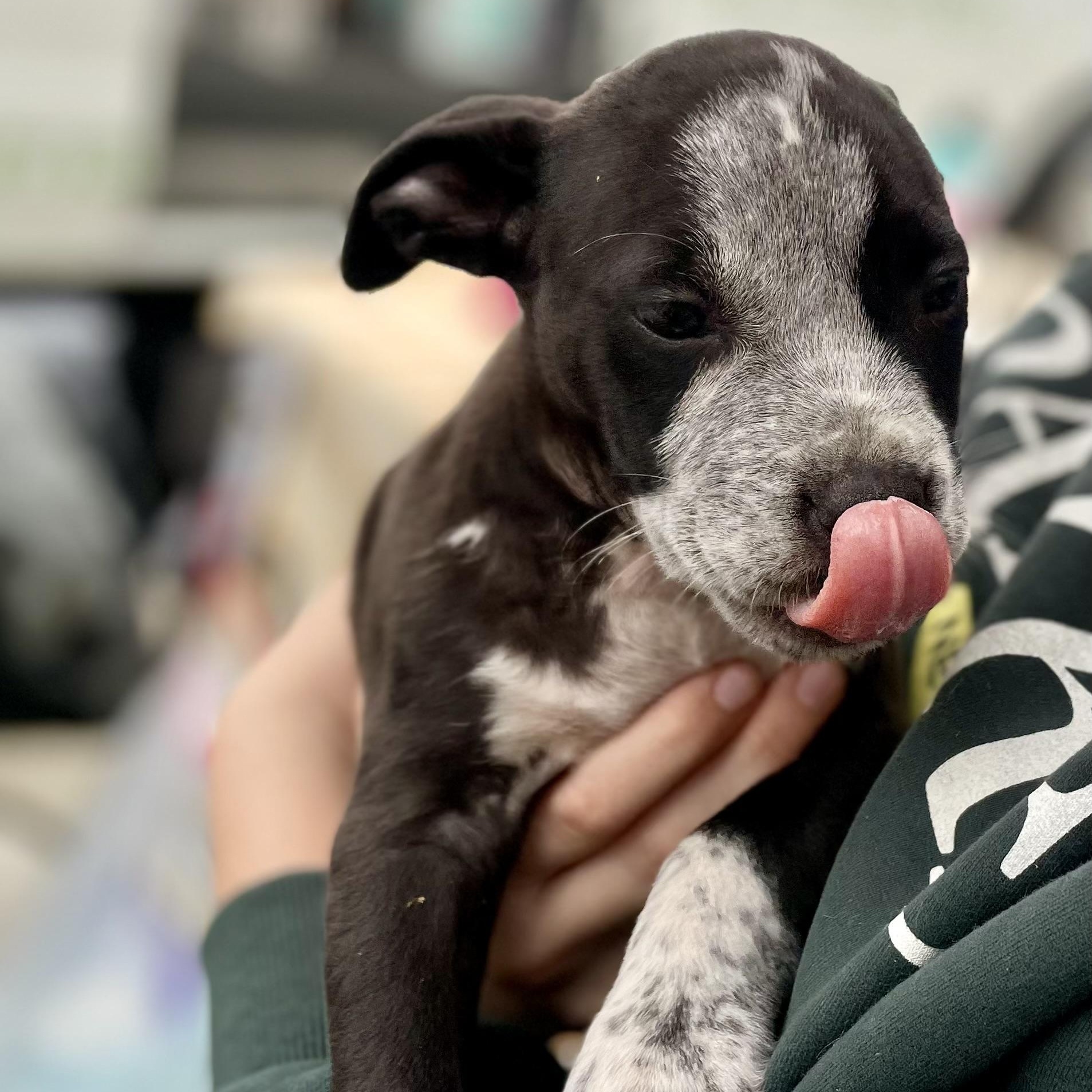 Enlarge Andy, an adopted Mixed Breed in Southaven , MS image 4/5