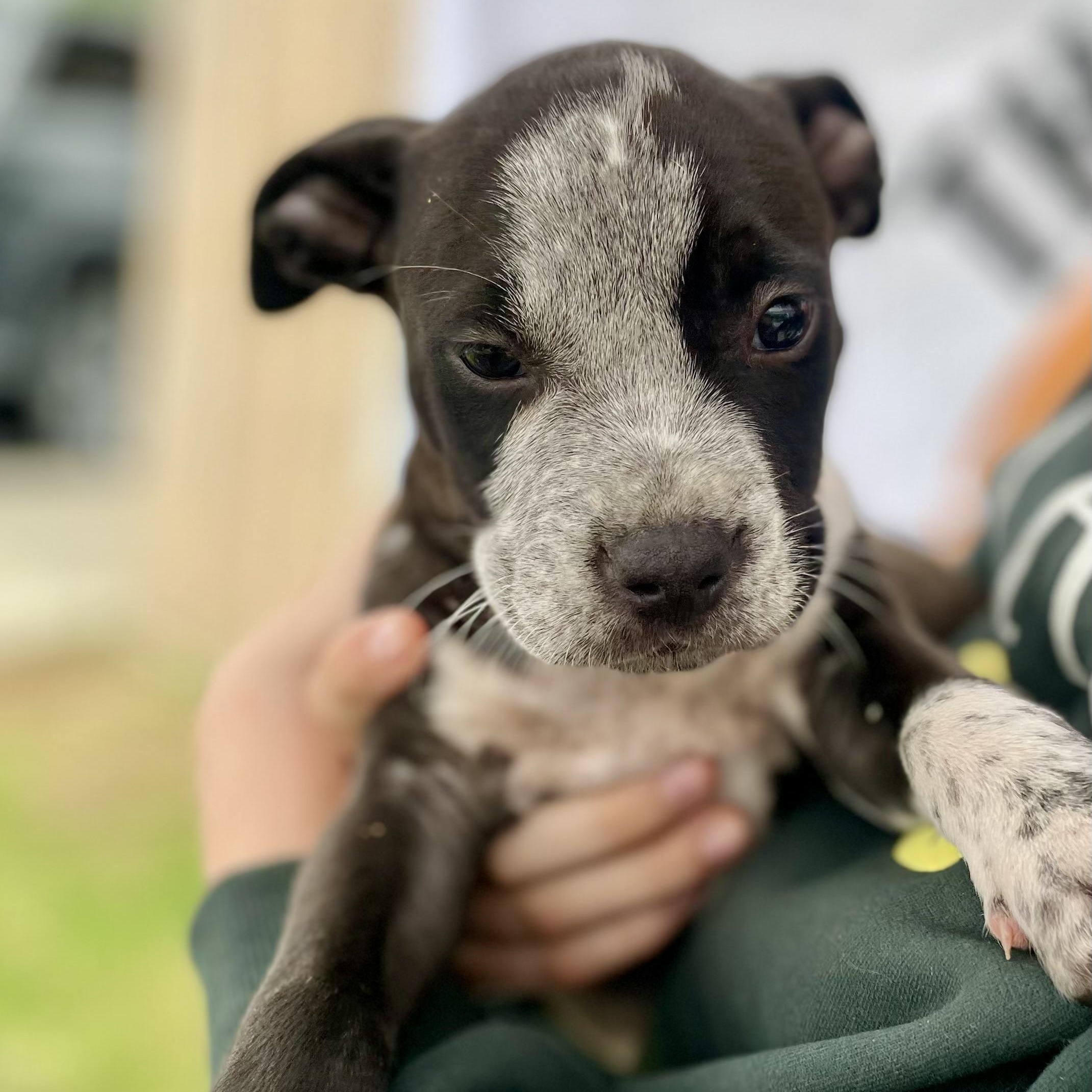 Enlarge Andy, an adopted Mixed Breed in Southaven , MS image 3/5