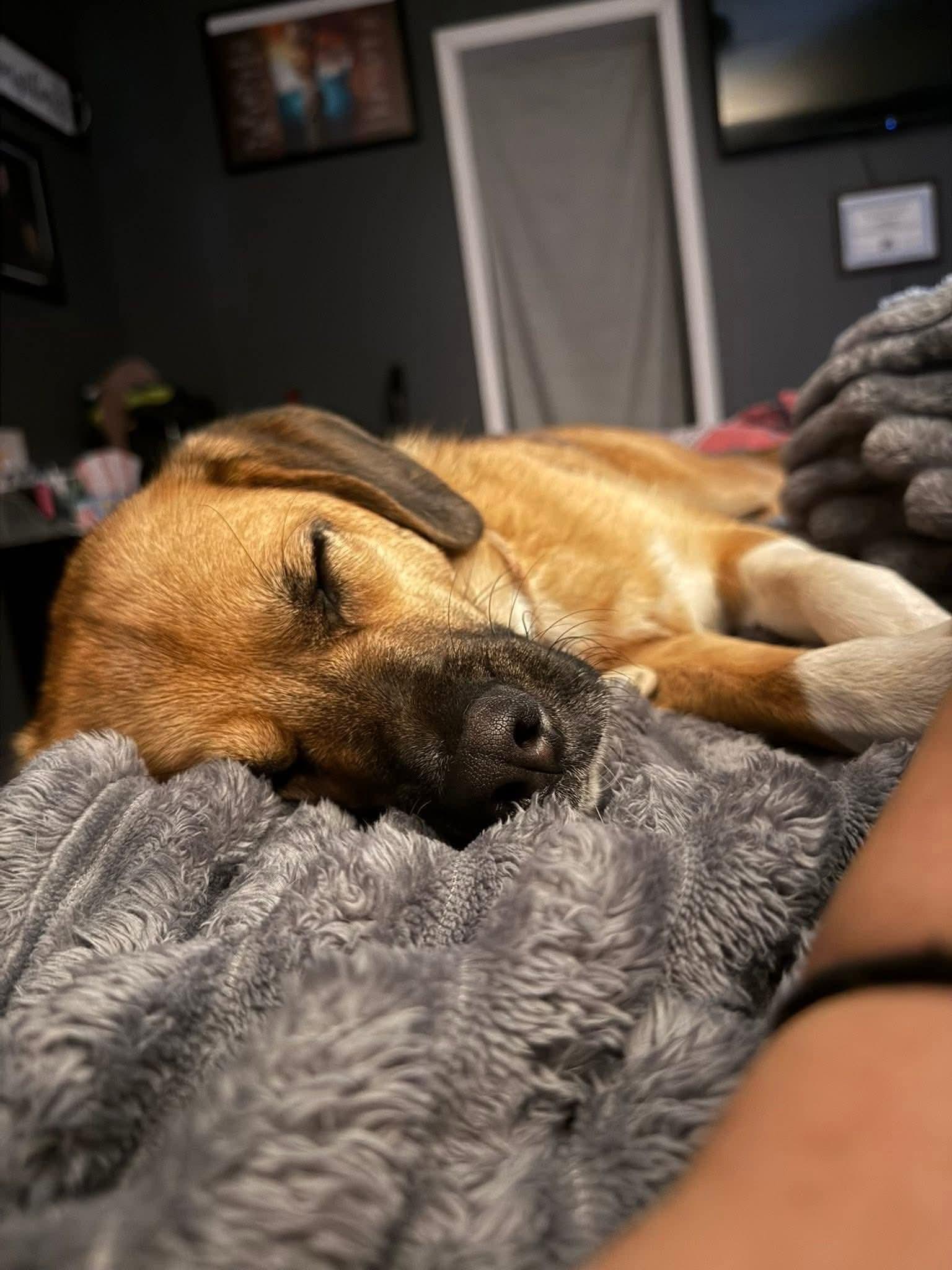 Enlarge Sunca, an adopted mixed breed in Pottstown, PA image 2/2