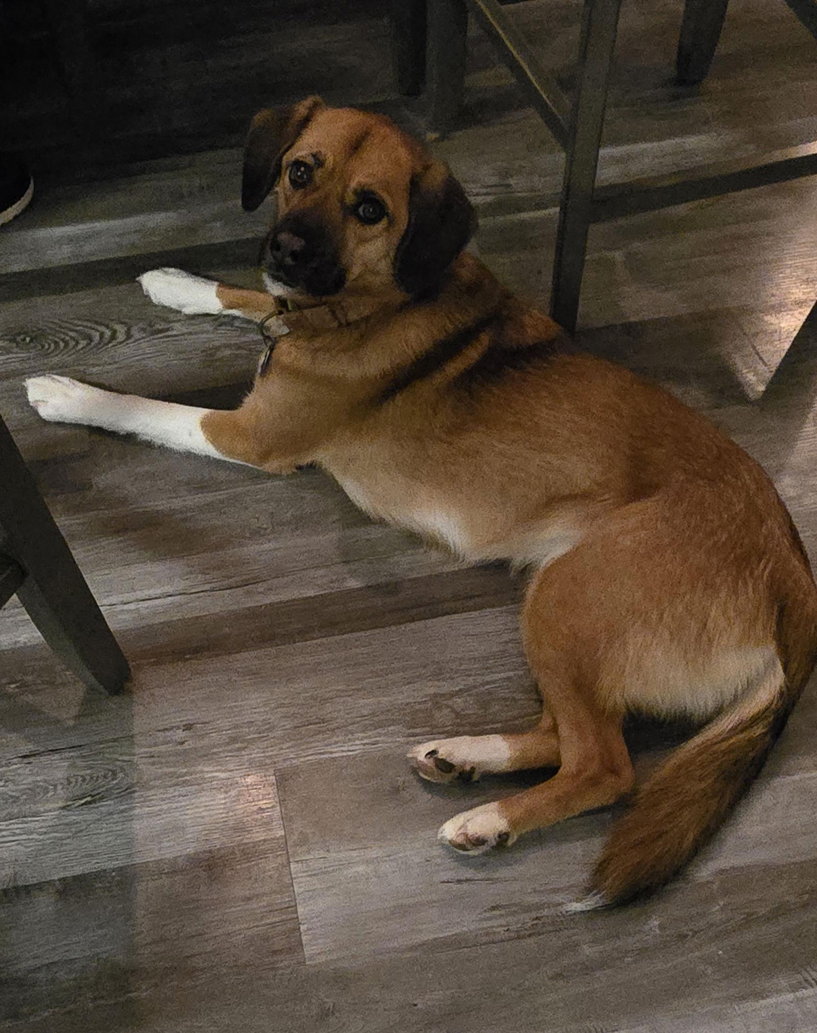 Sunca, adopted, Adult Female Puggle.