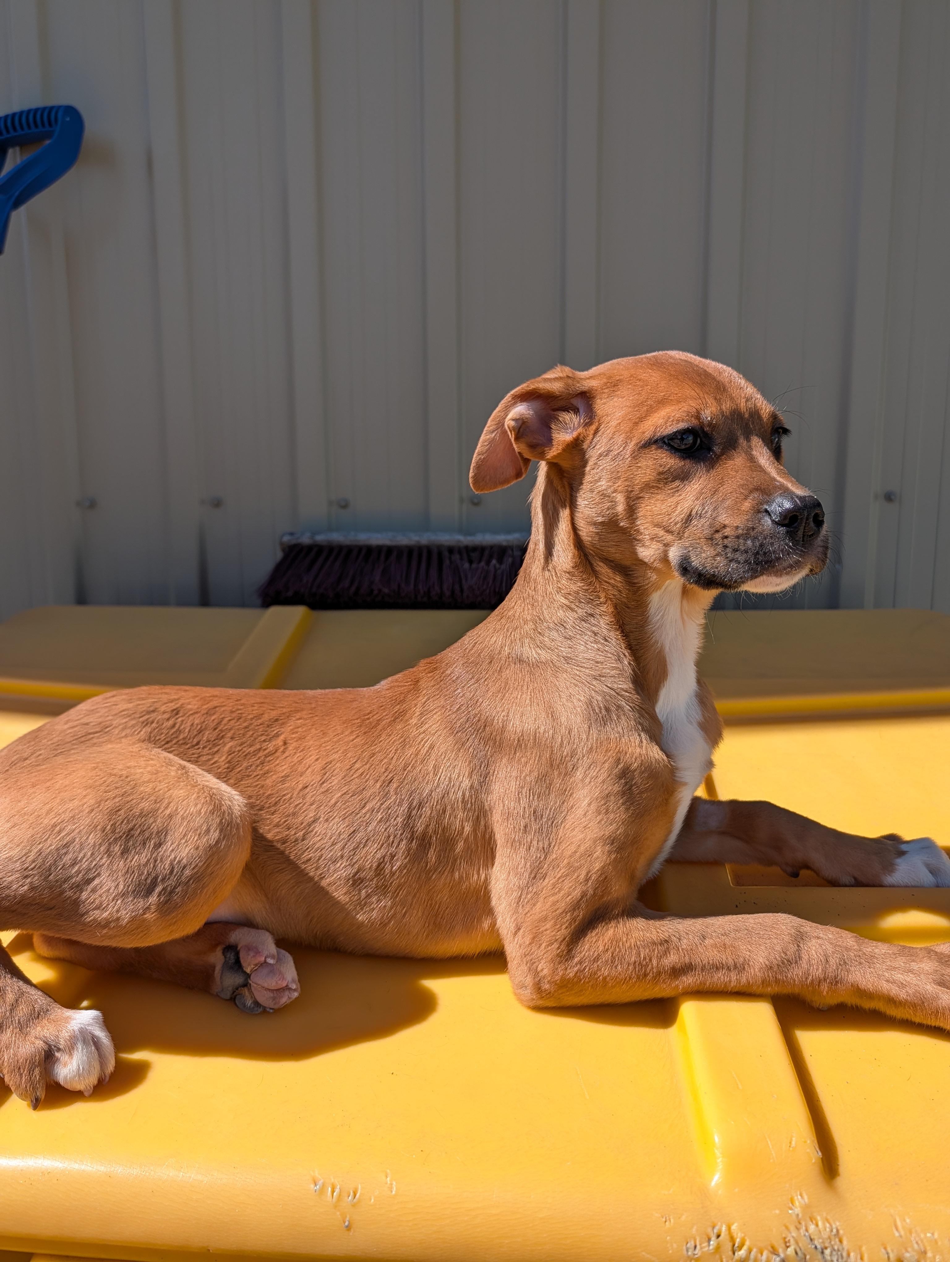 Jocelyn, Adoptable, Puppy Female Mastiff & Labrador Retriever.
