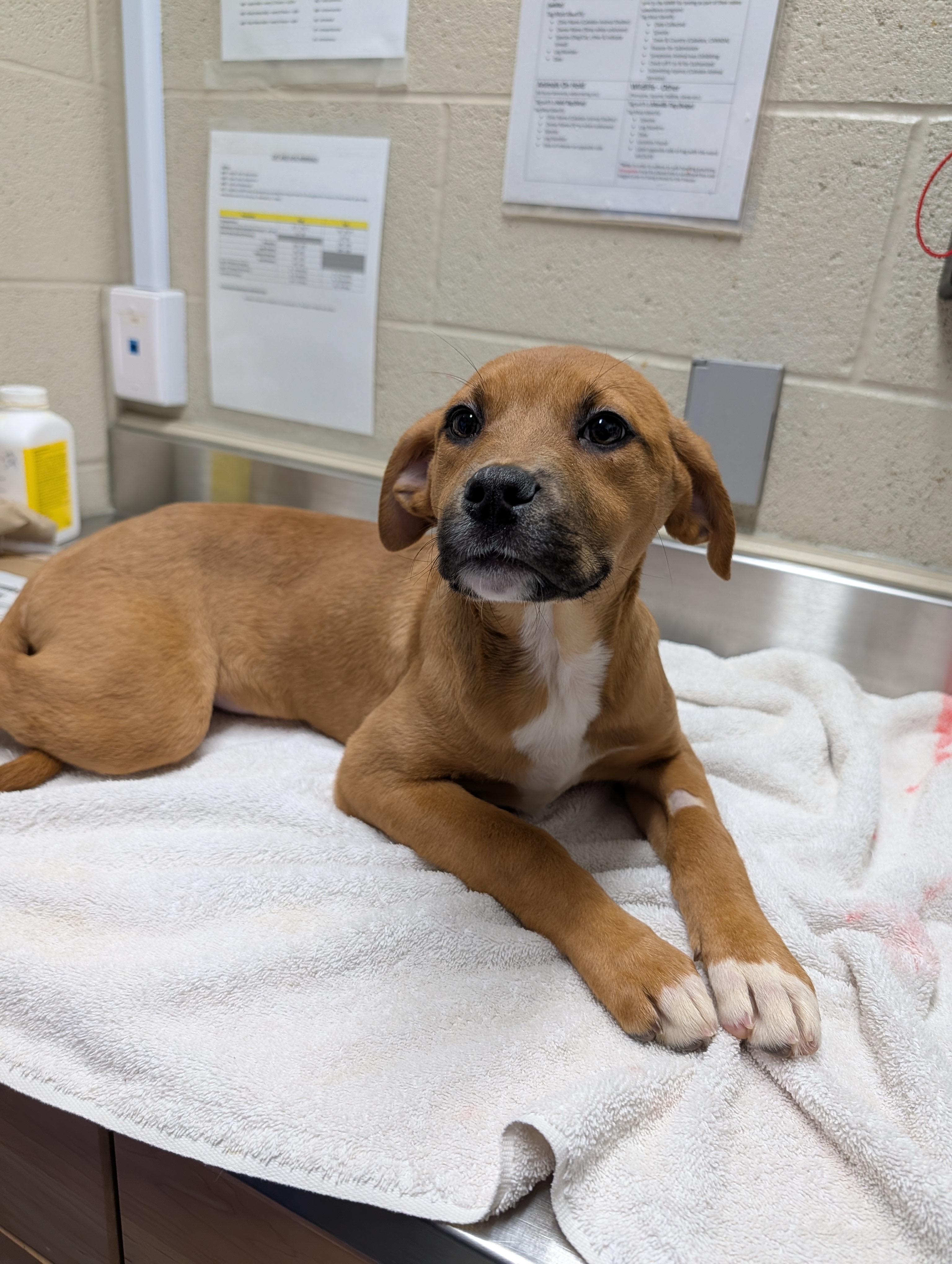 Enlarge Jocelyn, a Adoptable mixed breed in Caledon, ON image 2/5