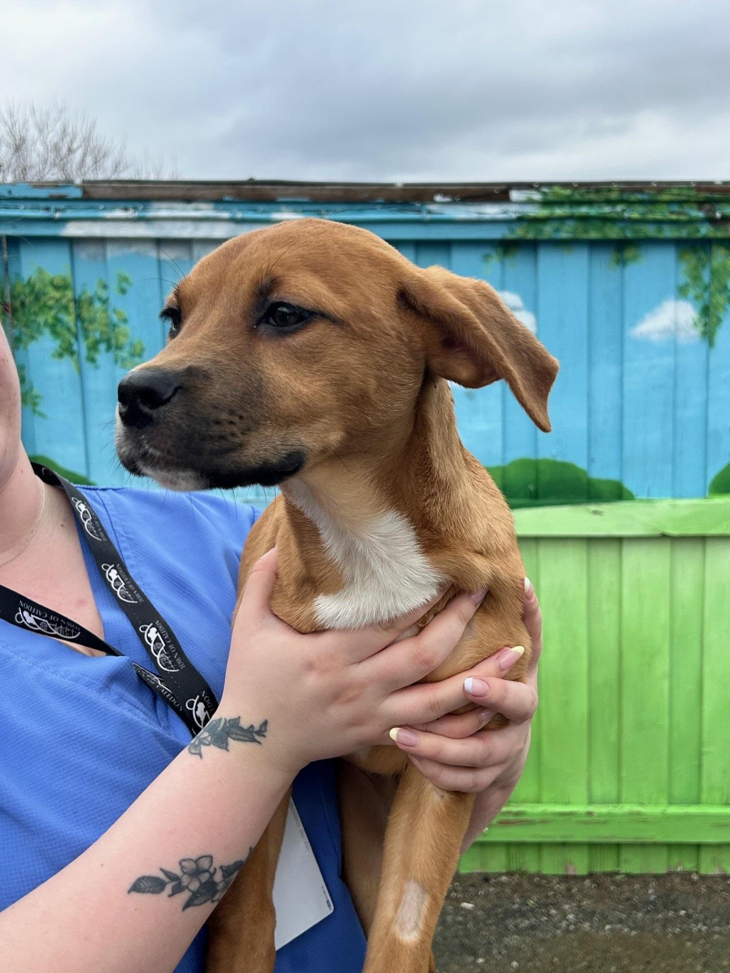 Enlarge Jocelyn, a Adoptable mixed breed in Caledon, ON image 3/5