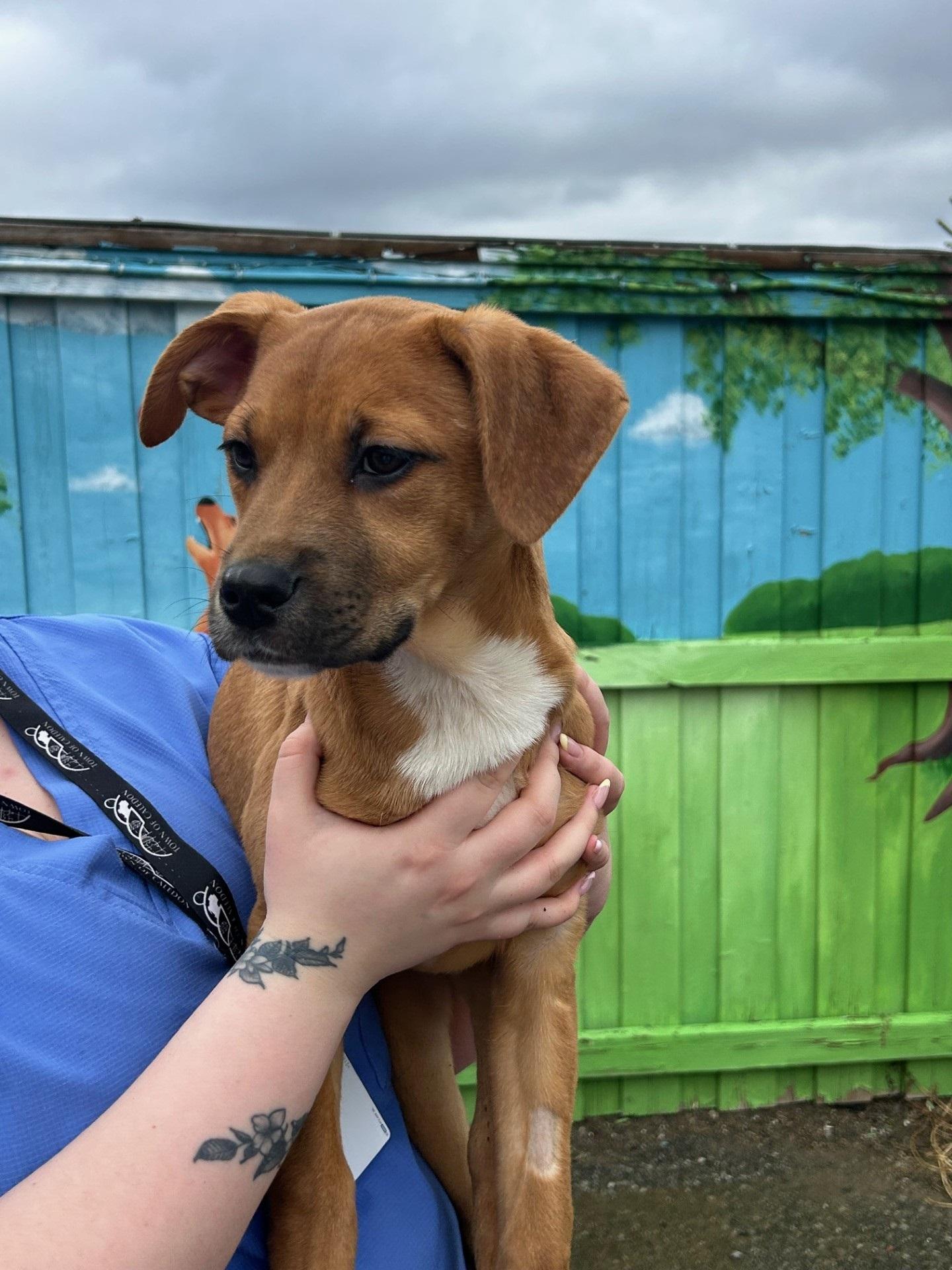 Enlarge Jocelyn, a Adoptable mixed breed in Caledon, ON image 5/5