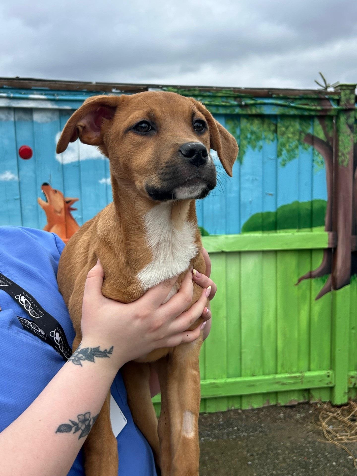 Enlarge Jocelyn, a Adoptable mixed breed in Caledon, ON image 4/5