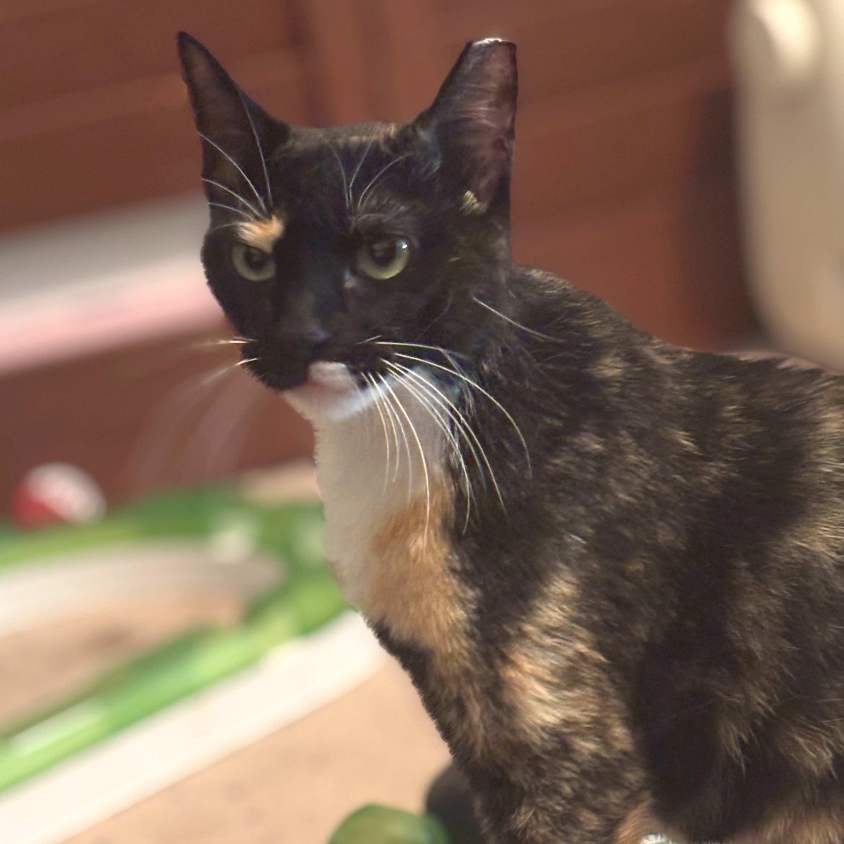 Callie - Mom of Simon, Marco, Polo