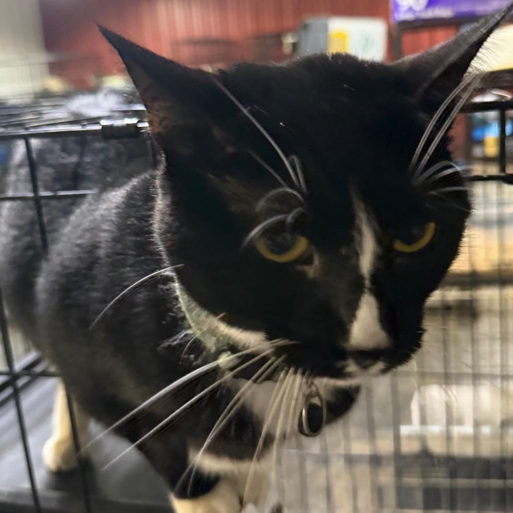 Pippin, a Adoptable Domestic Short Hair in Hinesville, GA image 2/3