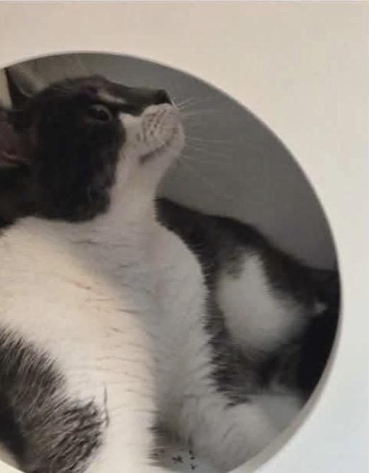 Elixer, a ADOPTABLE Domestic Short Hair in Fulton, NY image 3/5