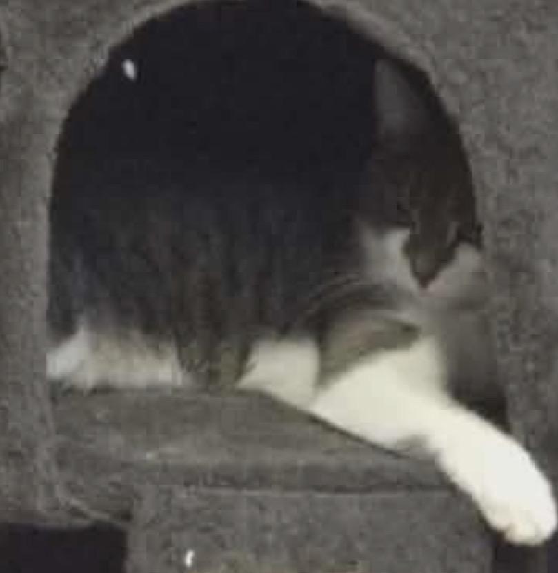 Elixer, a ADOPTABLE Domestic Short Hair in Fulton, NY image 5/5