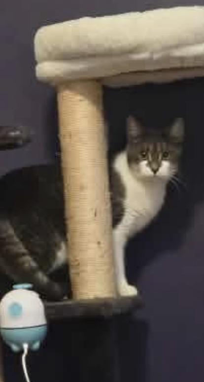 Elixer, a ADOPTABLE Domestic Short Hair in Fulton, NY image 4/5