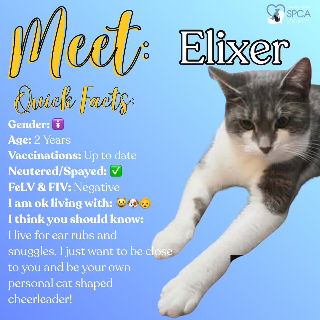 Elixer, a ADOPTABLE Domestic Short Hair in Fulton, NY image 1/5