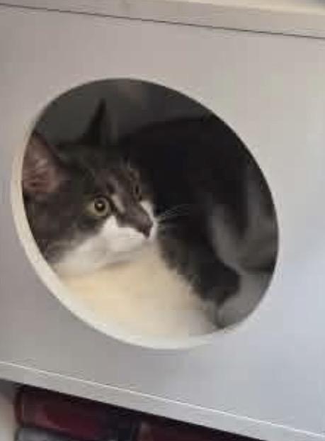 Elixer, a ADOPTABLE Domestic Short Hair in Fulton, NY image 2/5