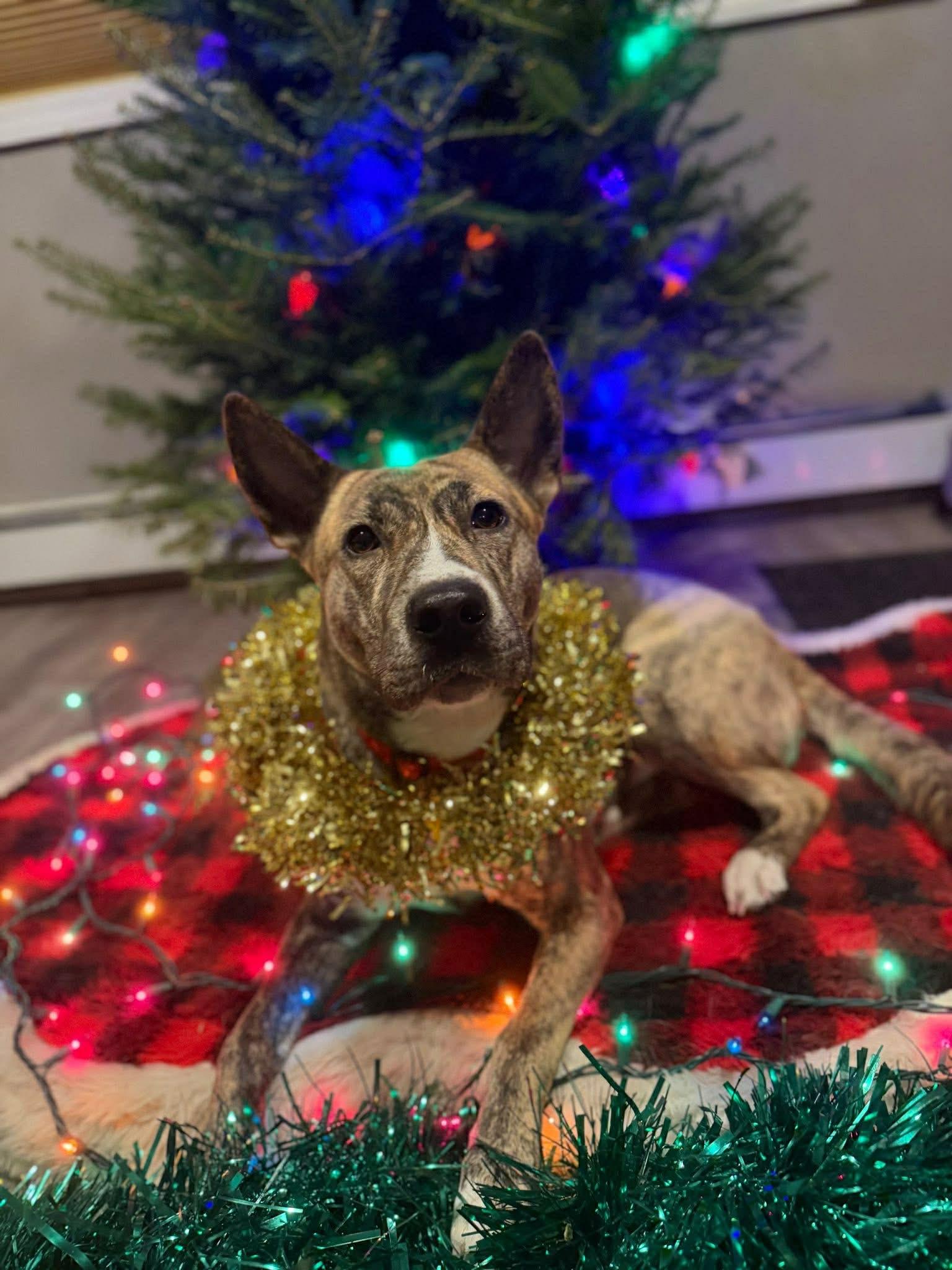 Enlarge Abigail, an adopted mixed breed in Old Westbury, NY image 5/6