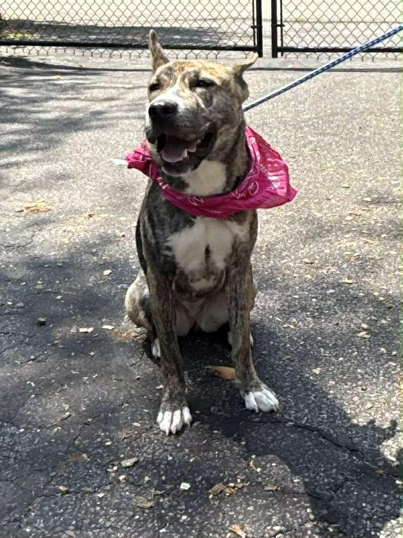 Enlarge Abigail, an adopted mixed breed in Old Westbury, NY image 4/6