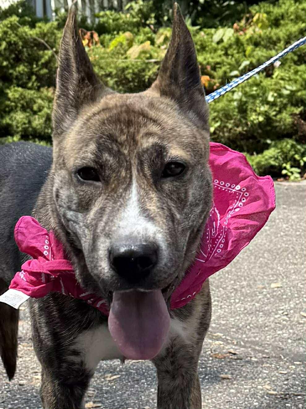 Enlarge Abigail, an adopted mixed breed in Old Westbury, NY image 2/6