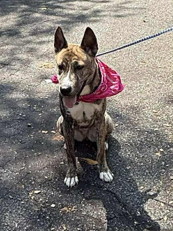 Enlarge Abigail, an adopted mixed breed in Old Westbury, NY image 3/6