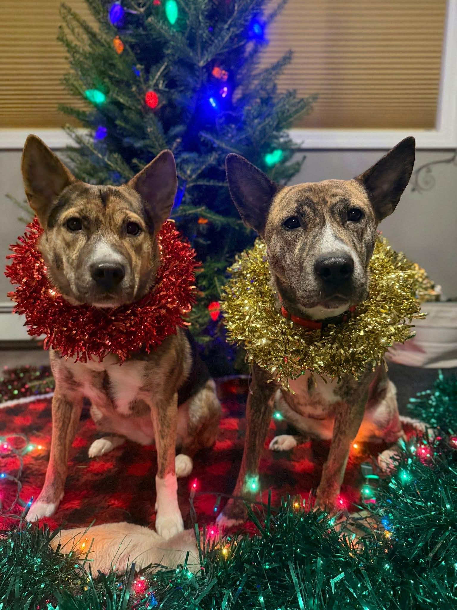 Enlarge Abigail, an adopted mixed breed in Old Westbury, NY image 6/6