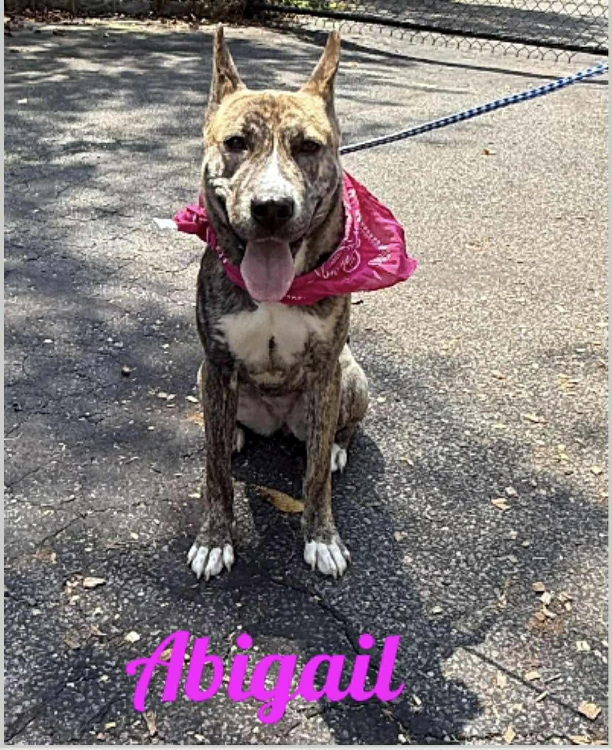 Enlarge Abigail, an adopted mixed breed in Old Westbury, NY image 1/6