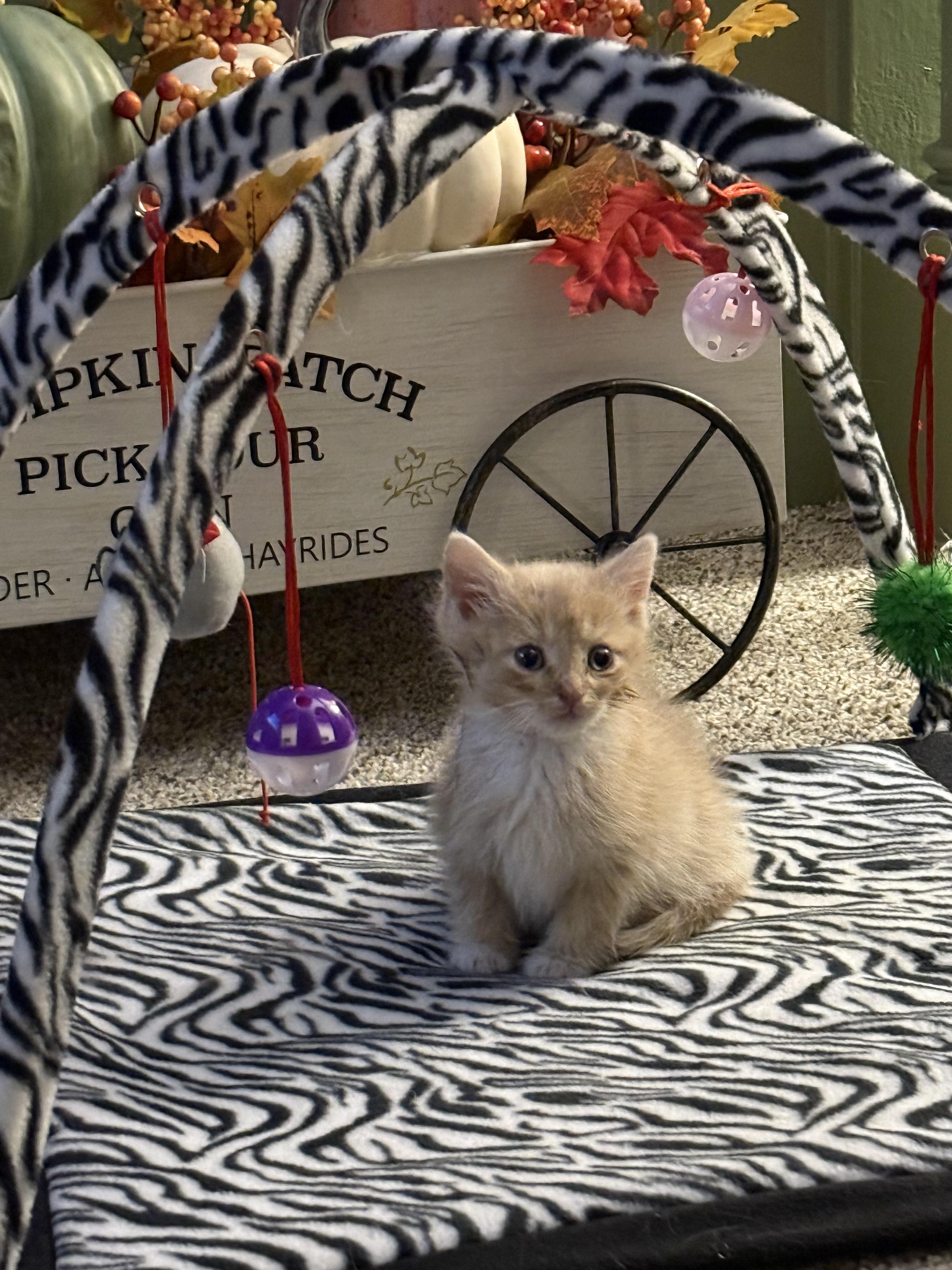 Leroy, Adopted, Young Male Domestic Short Hair.