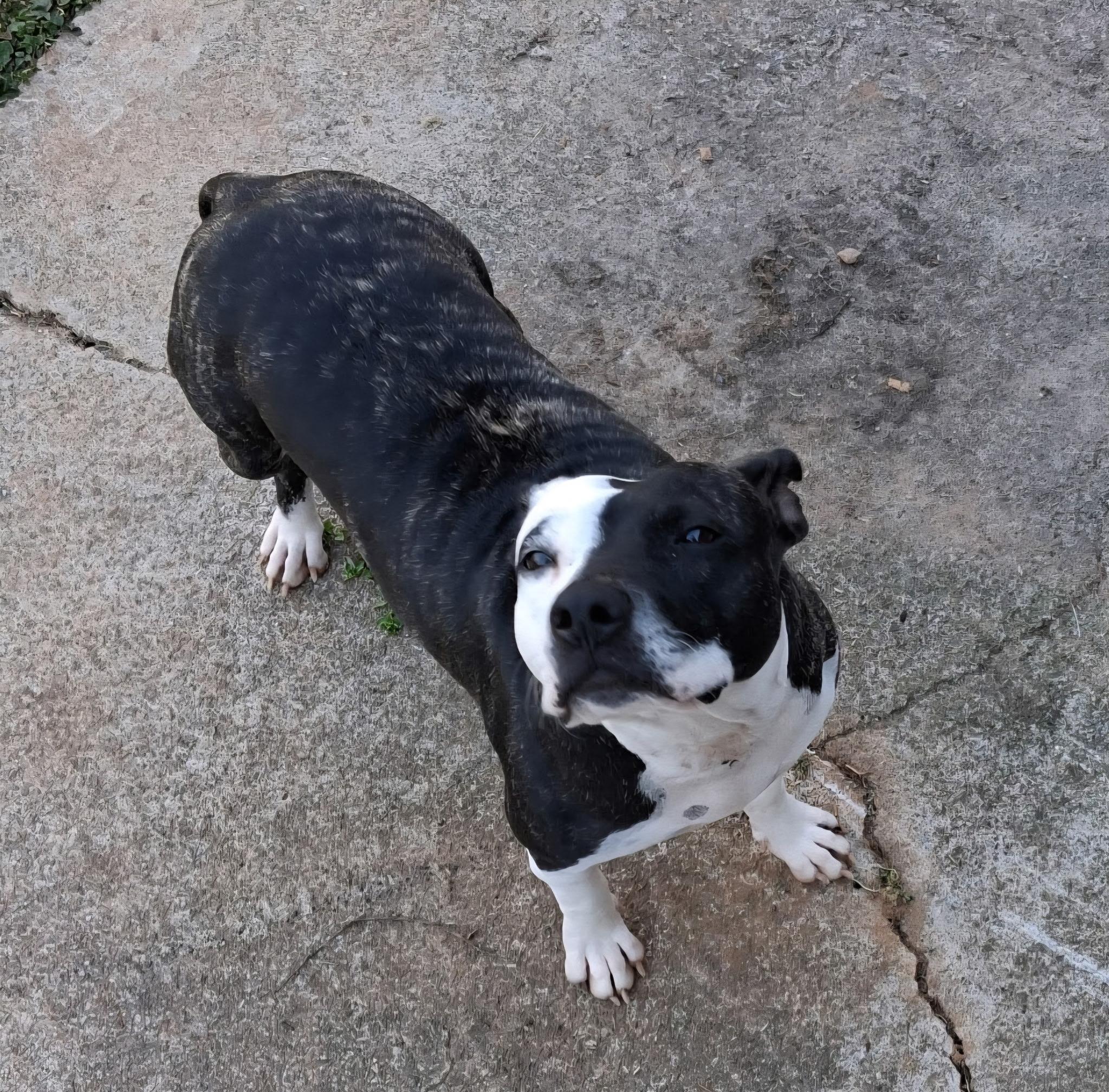 Enlarge Daisy aka: Orea, an adoptable mixed breed in Powder Springs, GA image 2/4