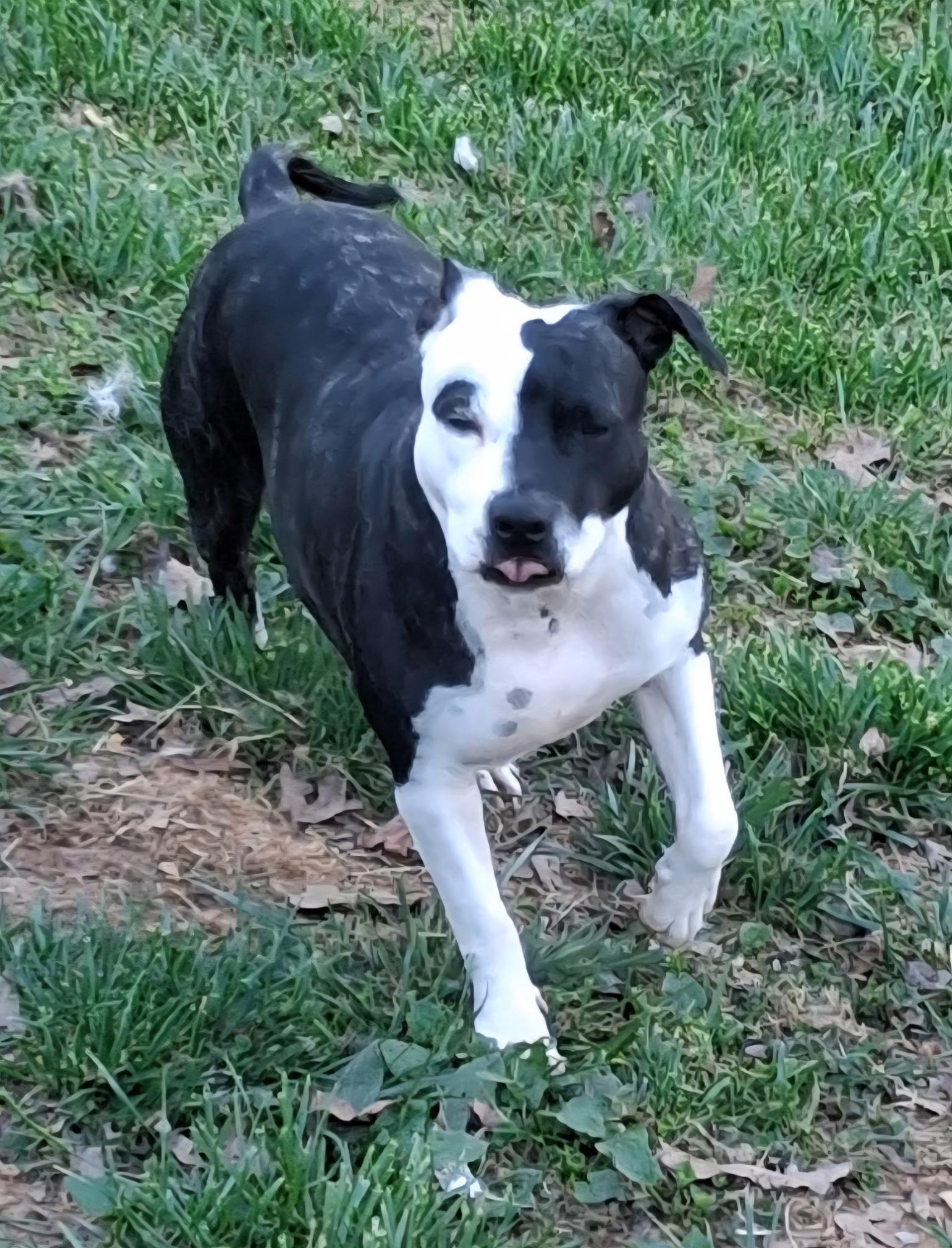 Enlarge Daisy aka: Orea, an adoptable mixed breed in Powder Springs, GA image 3/4