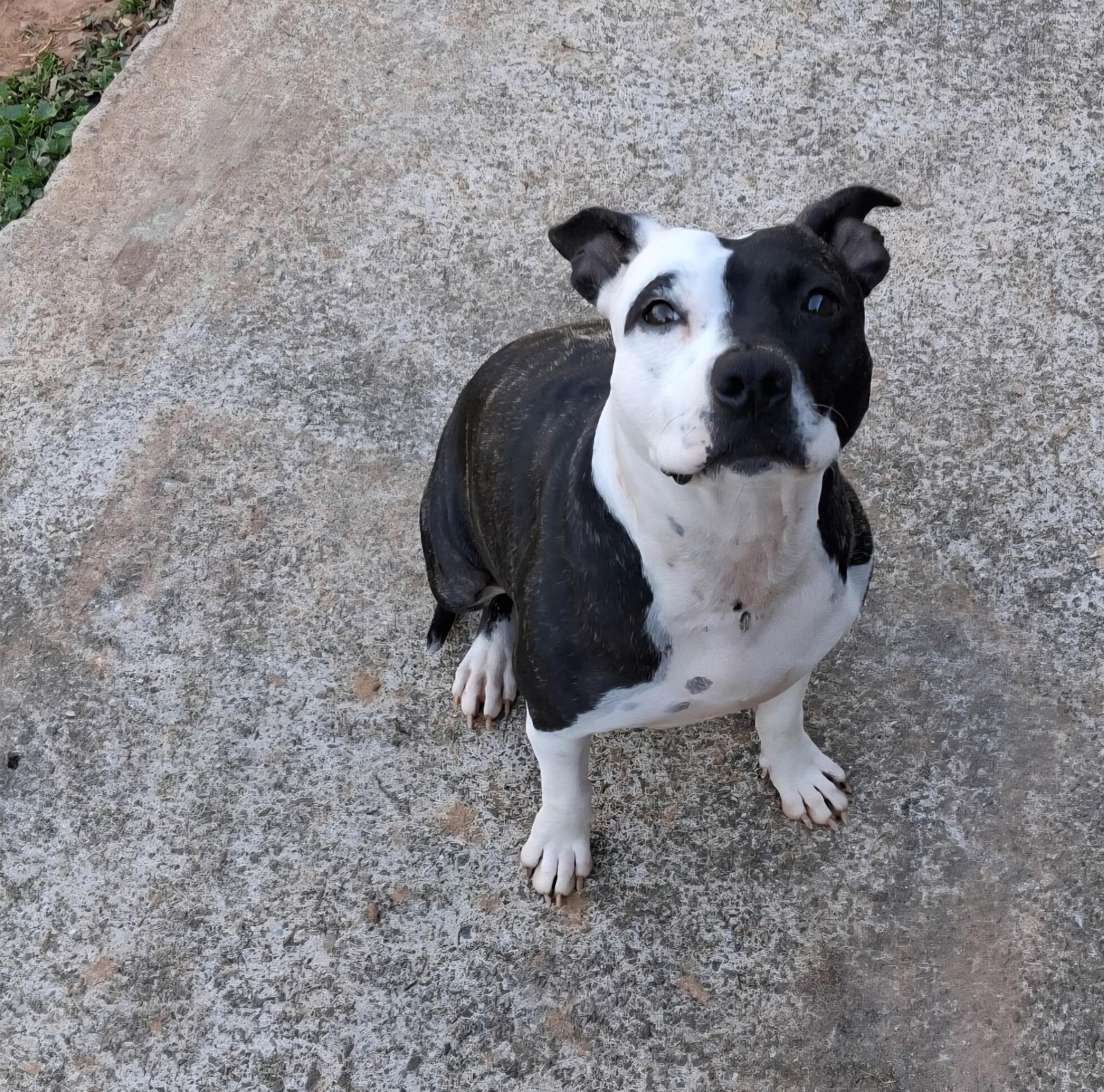 Enlarge Daisy aka: Orea, an adoptable mixed breed in Powder Springs, GA image 4/4