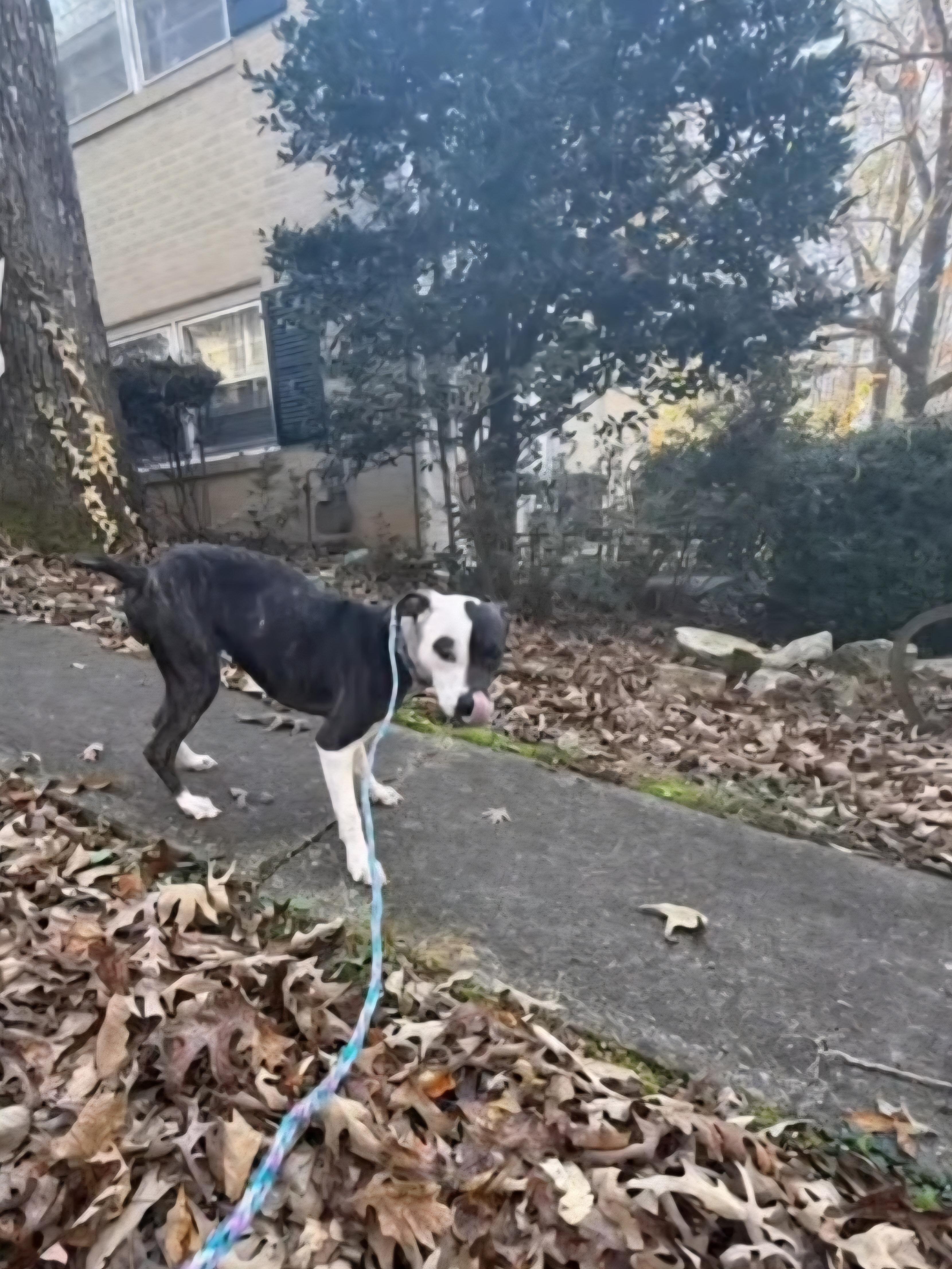 Daisy, Adoptable, Young Female Pit Bull Terrier.