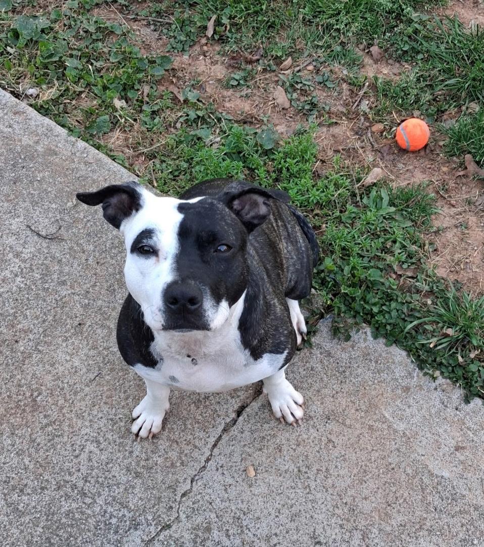Enlarge Daisy aka: Orea, an adoptable mixed breed in Powder Springs, GA image 1/4