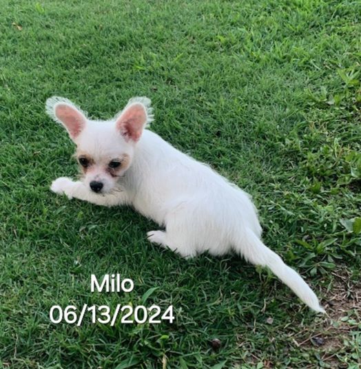 Milo, a Adopted mixed breed in Warren, RI image 1/3