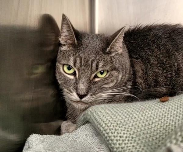 Tigger, Adoptable, Adult Female Domestic Short Hair.