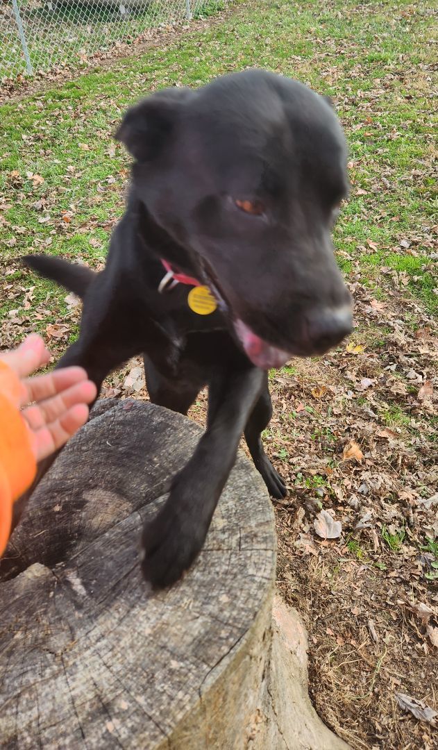 Ruby, a Adoptable mixed breed in Osgood, IN image 1/3