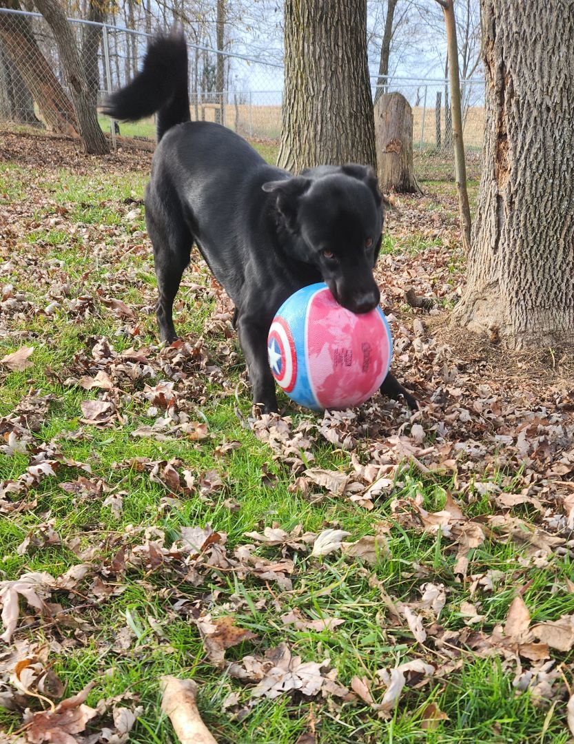 Ruby, a Adoptable mixed breed in Osgood, IN image 2/3
