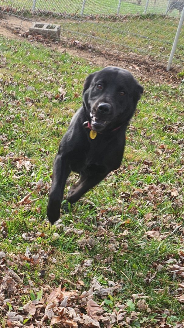 Ruby, Young Female Black Labrador Retriever