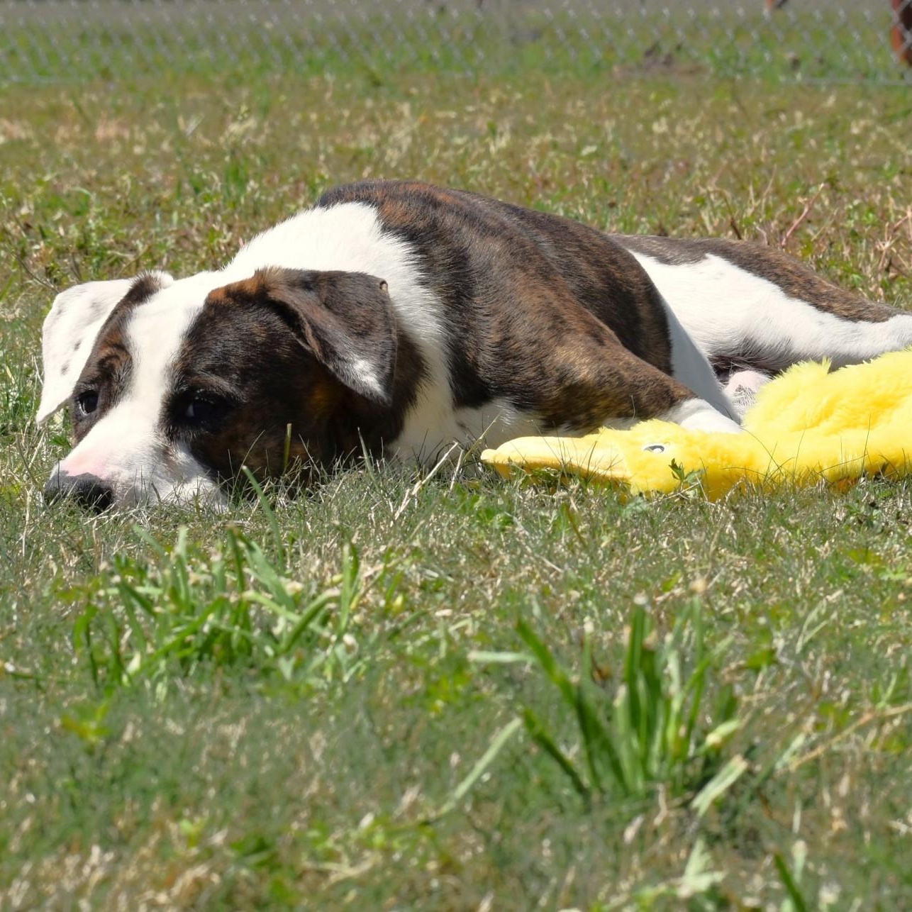 Cletus, an adopted mixed breed in Westerly, RI image 5/6