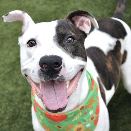 S`mores, Adoptable, Adult Male Terrier & Mixed Breed.