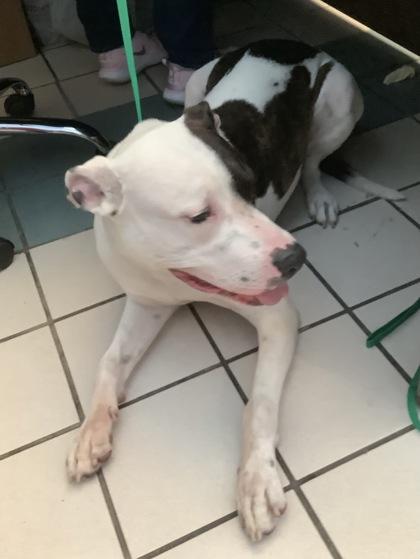 Enlarge S`mores, a Adoptable mixed breed in Largo, FL image 2/2