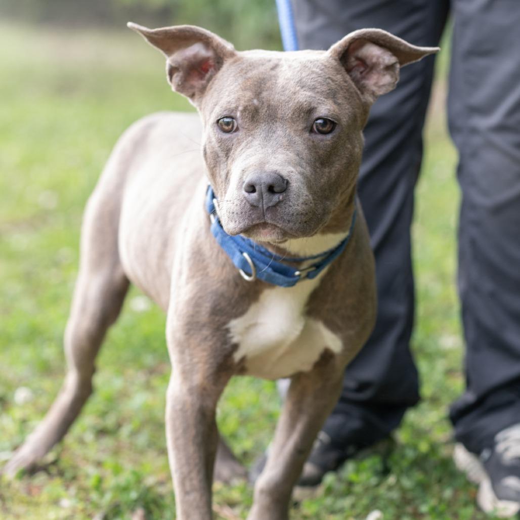 DEXTER-30619, Adoptable, Young Male Pit Bull Terrier.