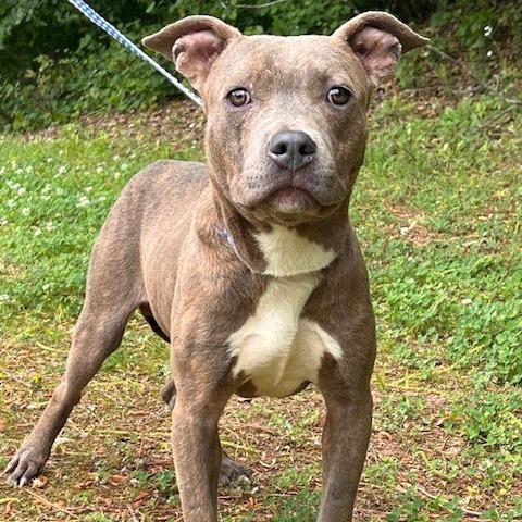 DEXTER-30619, a Adoptable Pit Bull Terrier in Bartlett, TN image 2/3