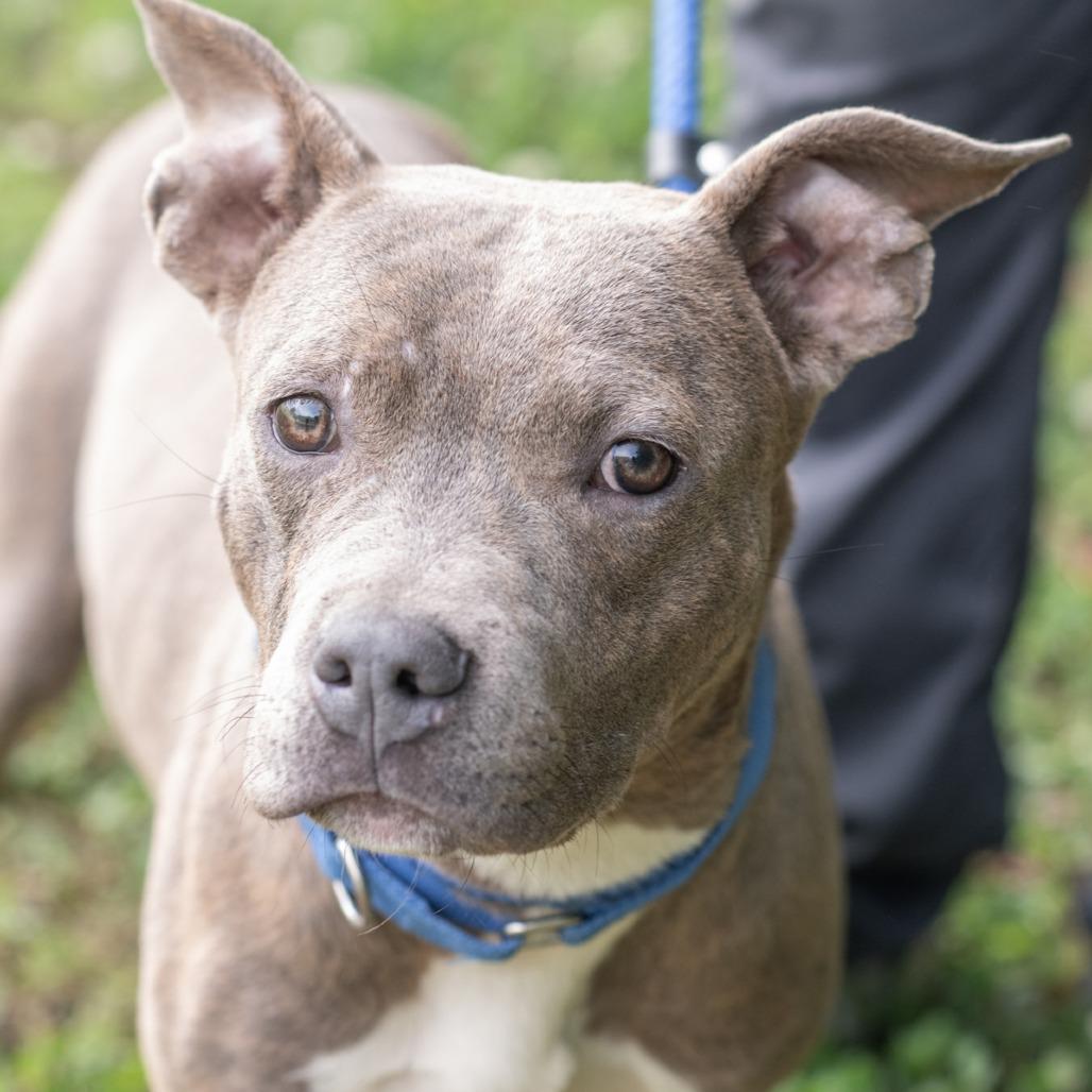 DEXTER-30619, a Adoptable Pit Bull Terrier in Bartlett, TN image 3/3