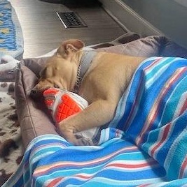 Sabrina, a Adoptable mixed breed in Helena, AL image 5/6