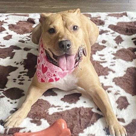 Sabrina, a Adoptable mixed breed in Helena, AL image 2/6