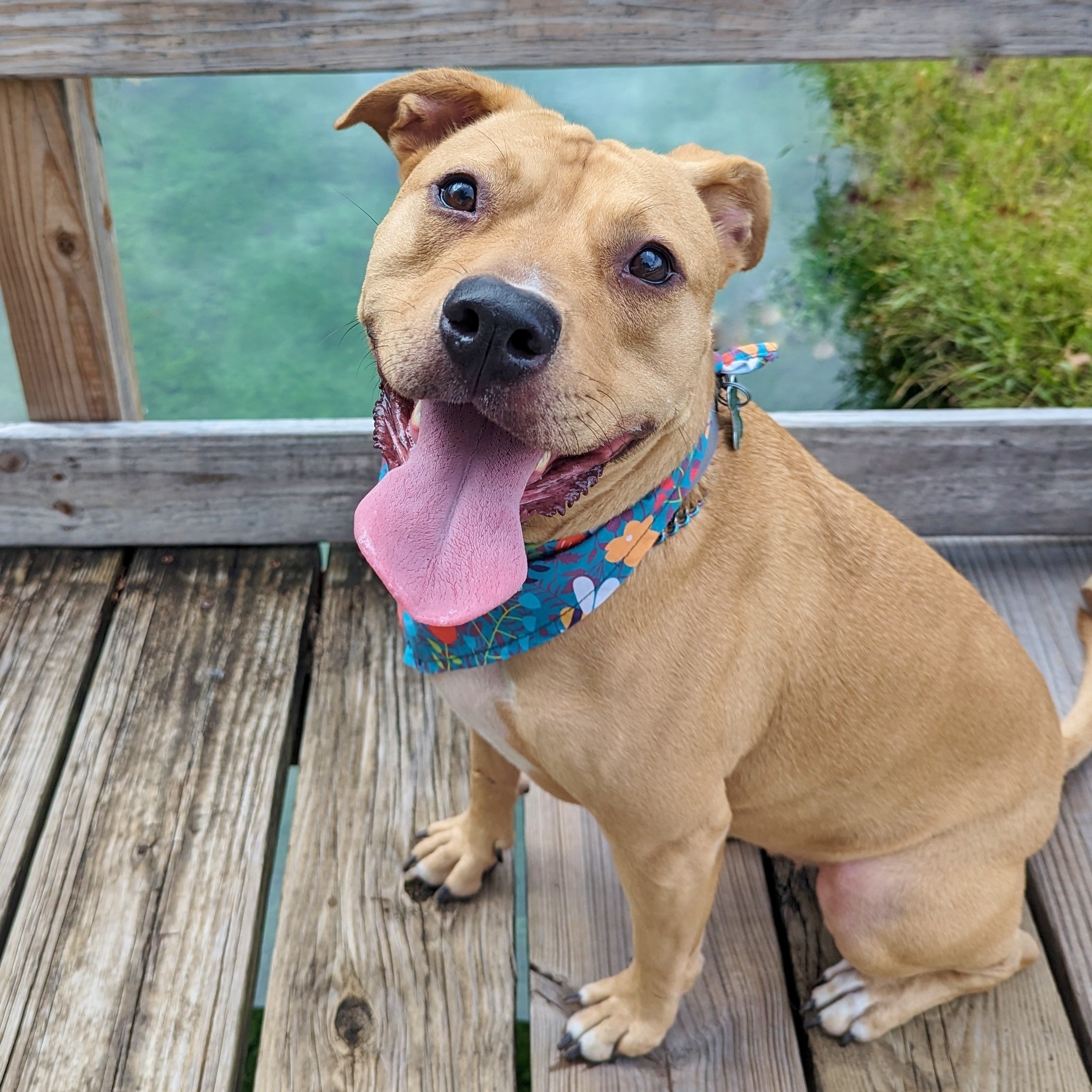 Sabrina, a Adoptable mixed breed in Helena, AL image 3/6