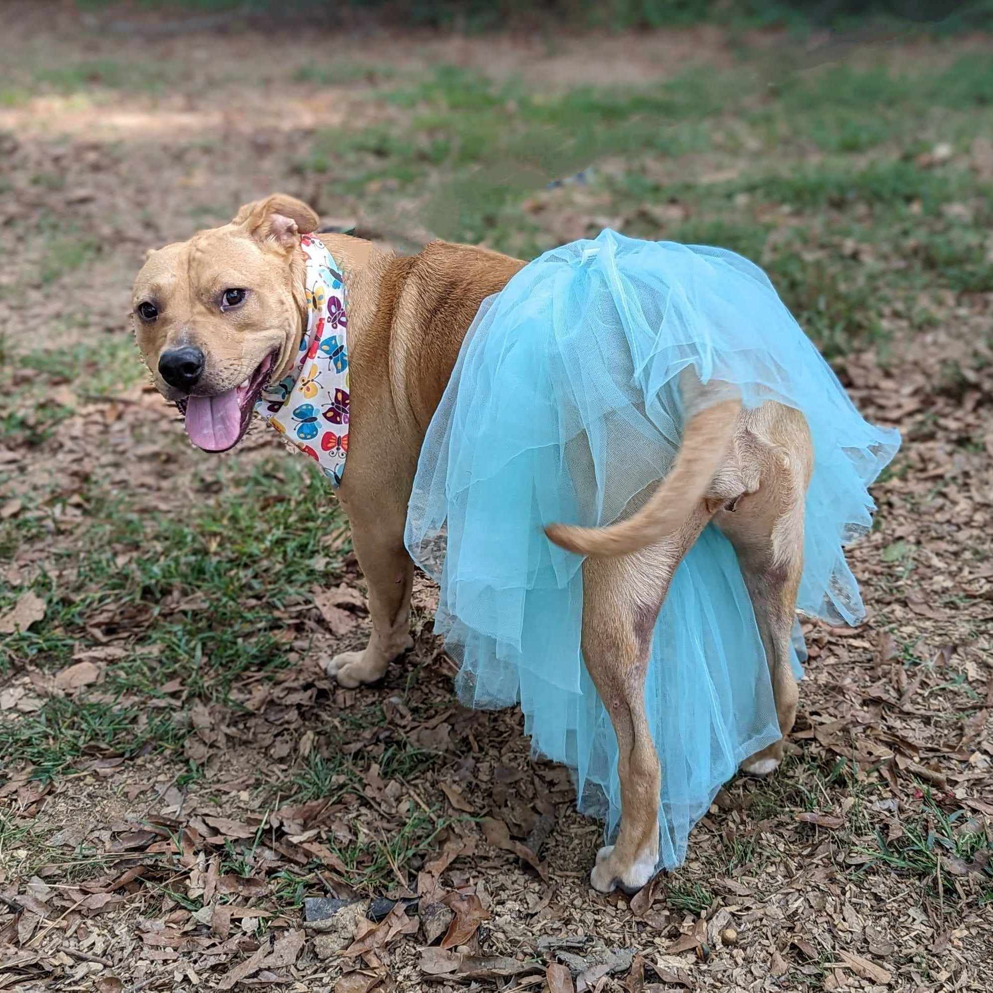 Sabrina, a Adoptable mixed breed in Helena, AL image 4/6