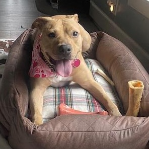 Sabrina, a Adoptable mixed breed in Helena, AL image 6/6