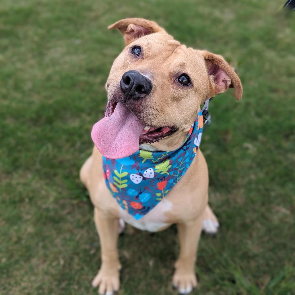 Sabrina, Adoptable, Adult Female American Staffordshire Terrier & Mixed Breed.