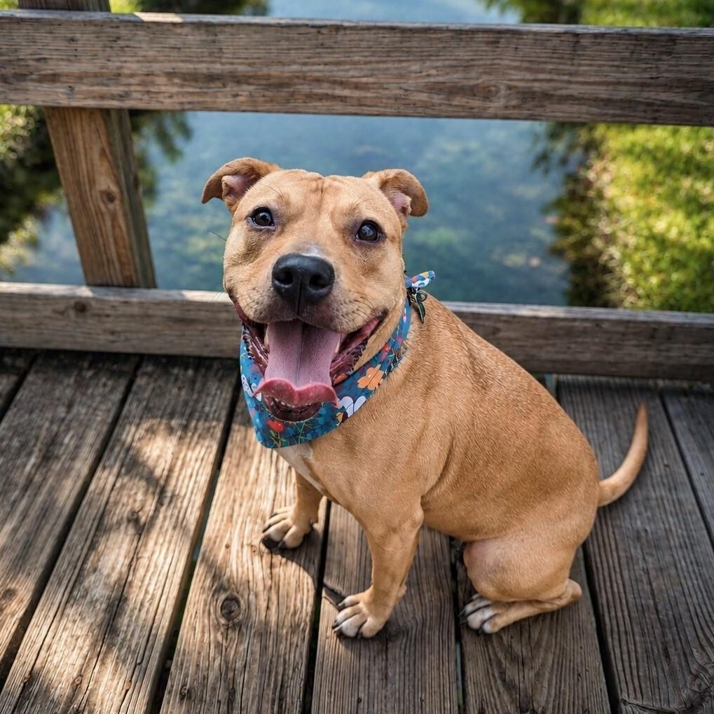 Sabrina, a Adoptable mixed breed in Helena, AL image 1/6