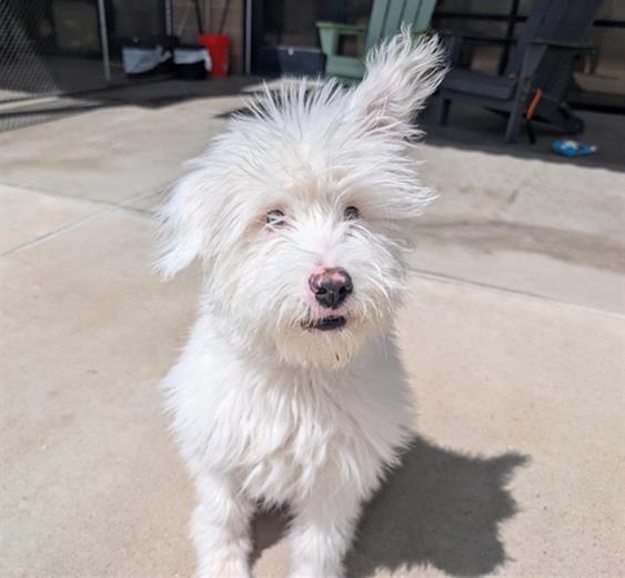 MAISIE, Adoptable, Young Female Poodle & Australian Shepherd.